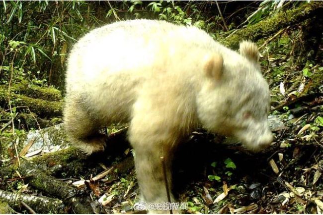 四川发现首只通体白色大熊猫 Rare all-white panda spotted in China